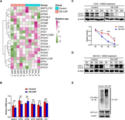 Plasmodium Circumsporozoite Protein Enhances the Efficacy of Gefitinib in Lung Adenocarcinoma Cells by Inhibiting Autophagy via Proteasomal Degradation of LC3B